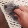 thisismyid
