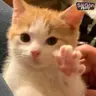 Ryu Aki