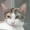 Meokonzs