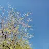 woltavess