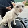 MeoSoMap