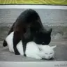 chỉ chờ có thế