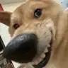 Cuongcongceo2
