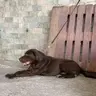Lịn