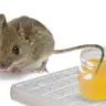 Đuôi Chuột Ngoáy Lọ Mỡ