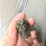 Sadika420