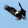 Eagle