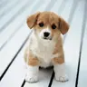 kaki