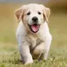 kika