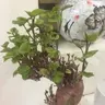 Bùi Như Lạc