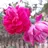 Quang_9x