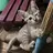 meowkun2817