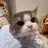 meow998