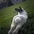 bunnyskinny