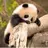 đá thủ online