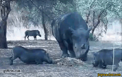 rhino-animals-wild-boar-1788513.gif